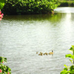 See Park Erlenteich Elsfleth